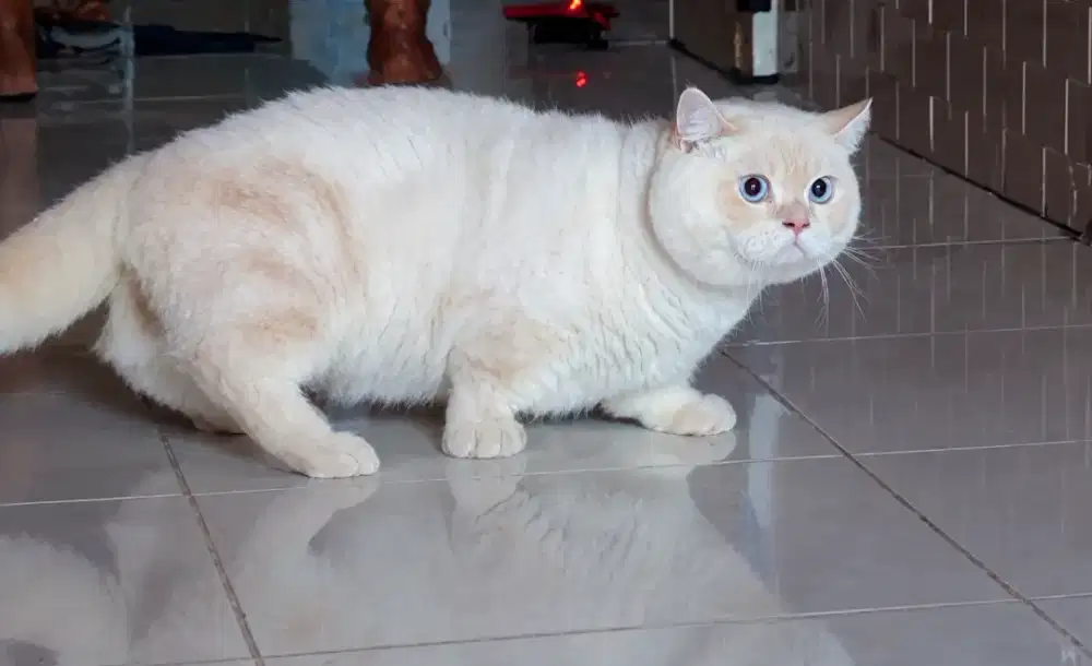 Kucing kitten munchkin bsh top standart flame point
