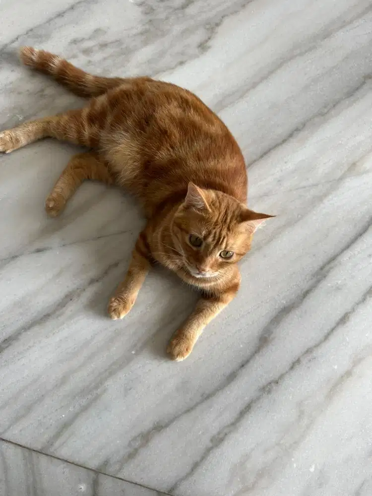 DICARI KUCING KAYA GINI