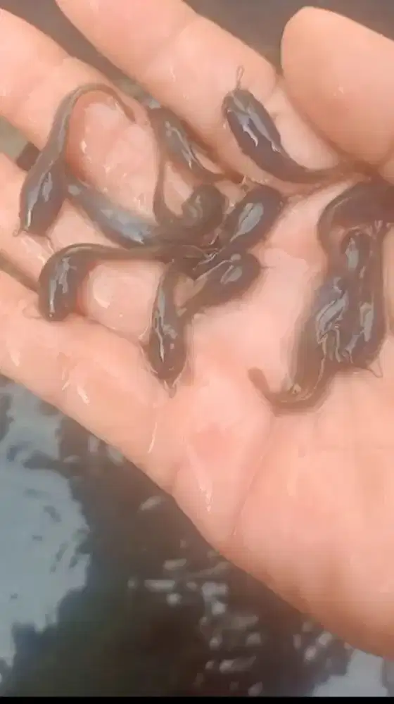 Ikan lele ukuran 4-5cm paket isi 100 ekor