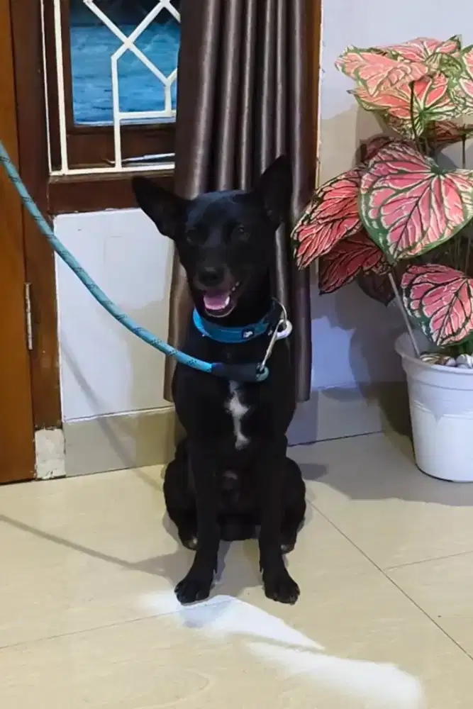 Anjing Hitam - Blacky