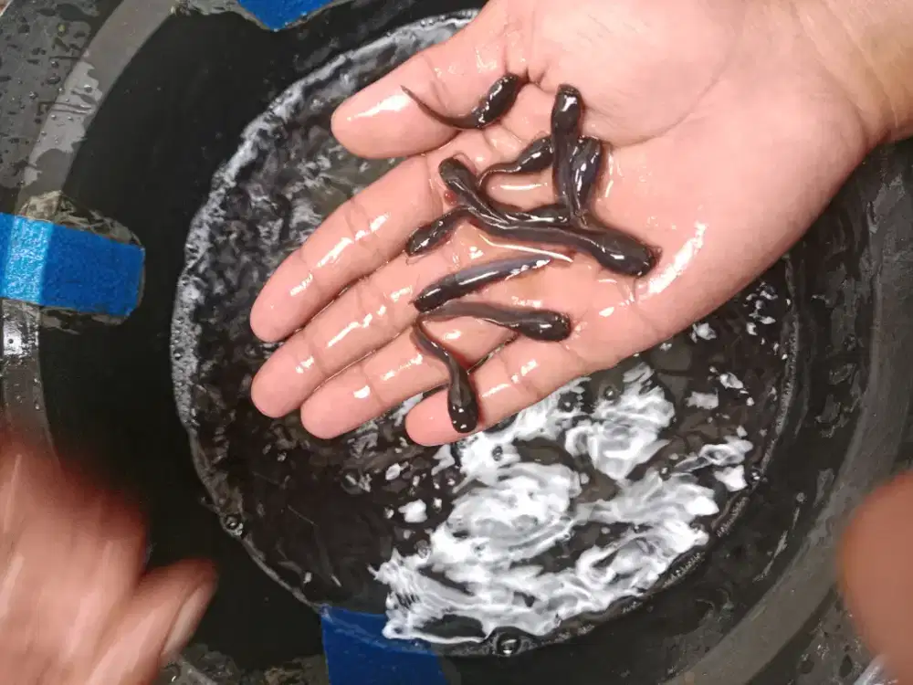 Ikan lele ukuran 3-4cm paket isi 100