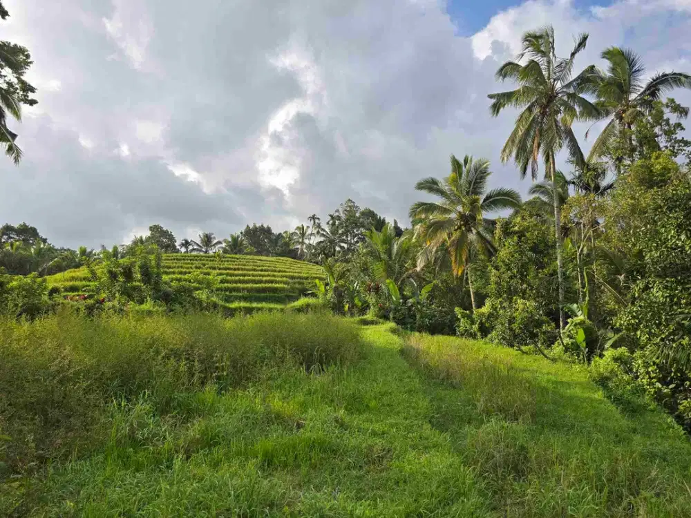 Dijual tanah kebun dan sawah view sawah dan lembah di tabanan bali