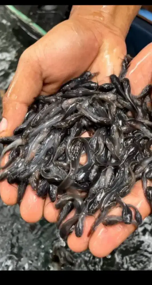 Ikan lele ukuran 2-3cm paket isi 100 ekor