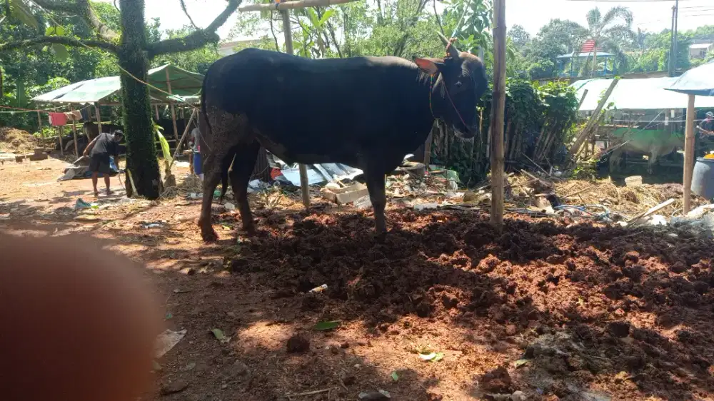 Sapi qurban bersertifikasi