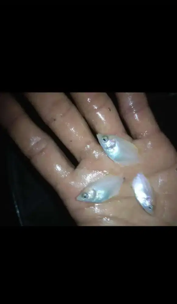 Ikan gurame padang ukuran nguku paket isi 100