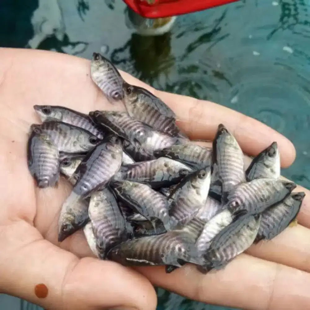 Ikan gurame soang ukuran nguku paket isi 100