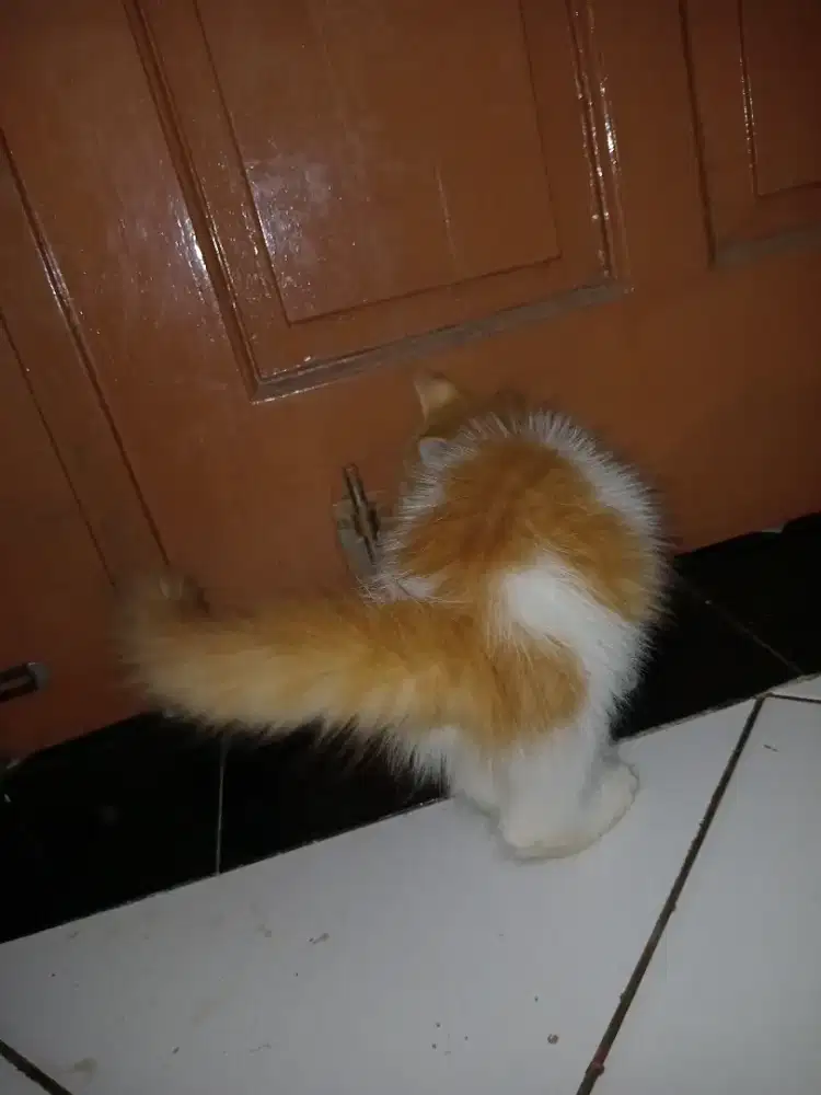 Kitten persia gembul