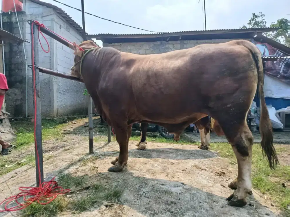 Jual hewan qurban sapi dan domba