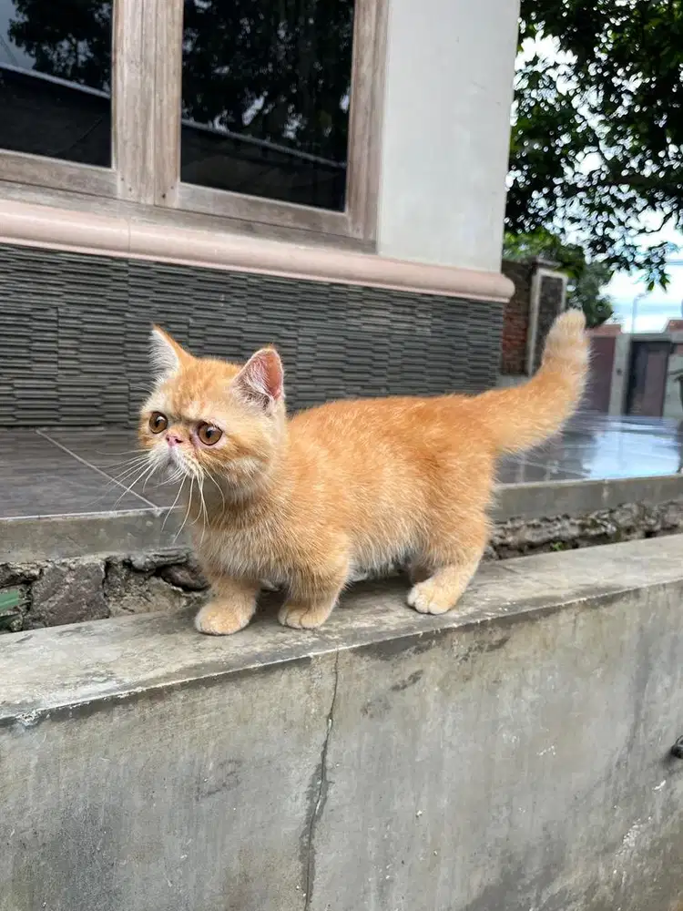 Kitten munchkin peaknose exotic shorthair kucing