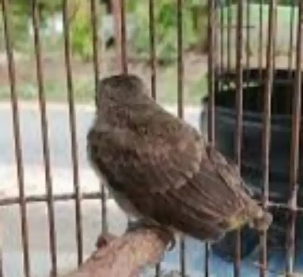 anak burung trucuk tunggal, tidak tau jantan atau betina