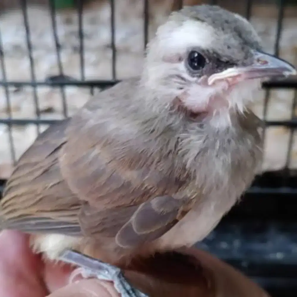 anak burung trucuk tunggal, tidak tau jantan atau betina ,burung jinak