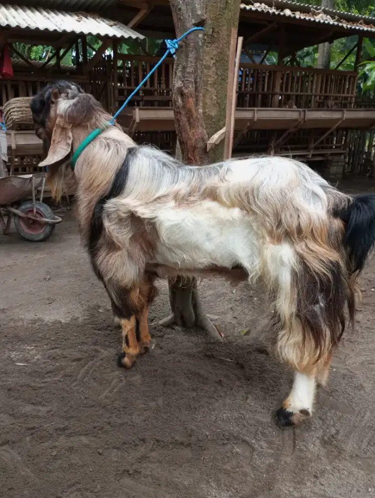 Jual kambing dan sapi kualitas bagus