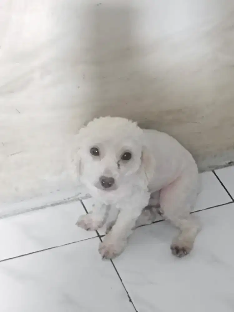 White poodle betina dan jantan