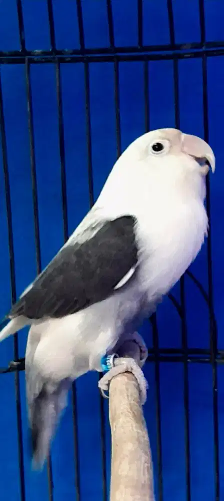 BURUNG LOVEBIRD BODY BIGG ANTIK LANGKA NGEKEK PULSET