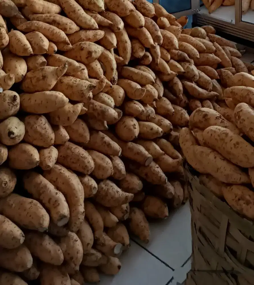 Grosir ubi Cilembu