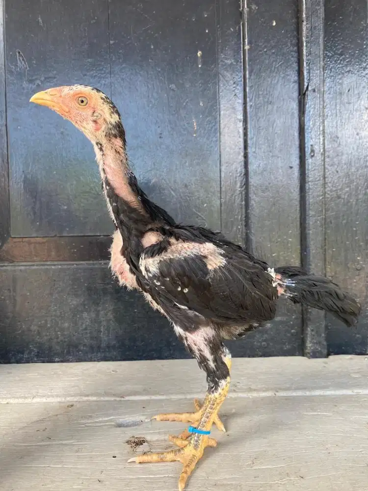 Anakan ayam pakhoy betina