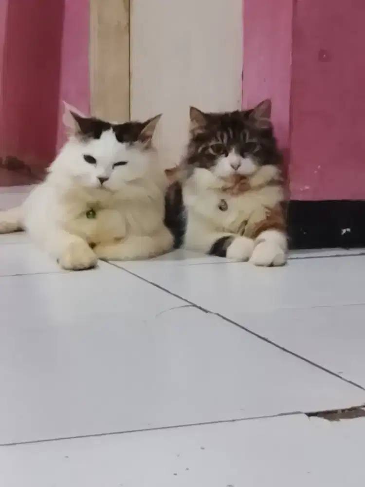 persia jantan dan betina 1 tahun