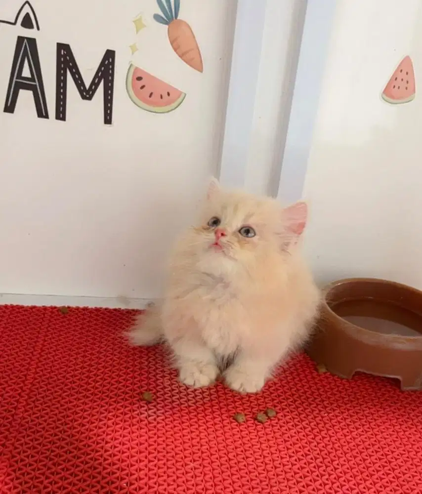 kitten munchkin jantan longhair
