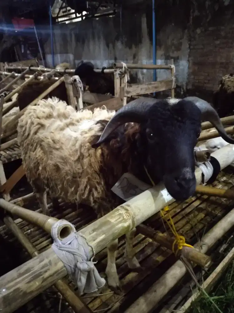 Jual domba qurban murah di Bandung