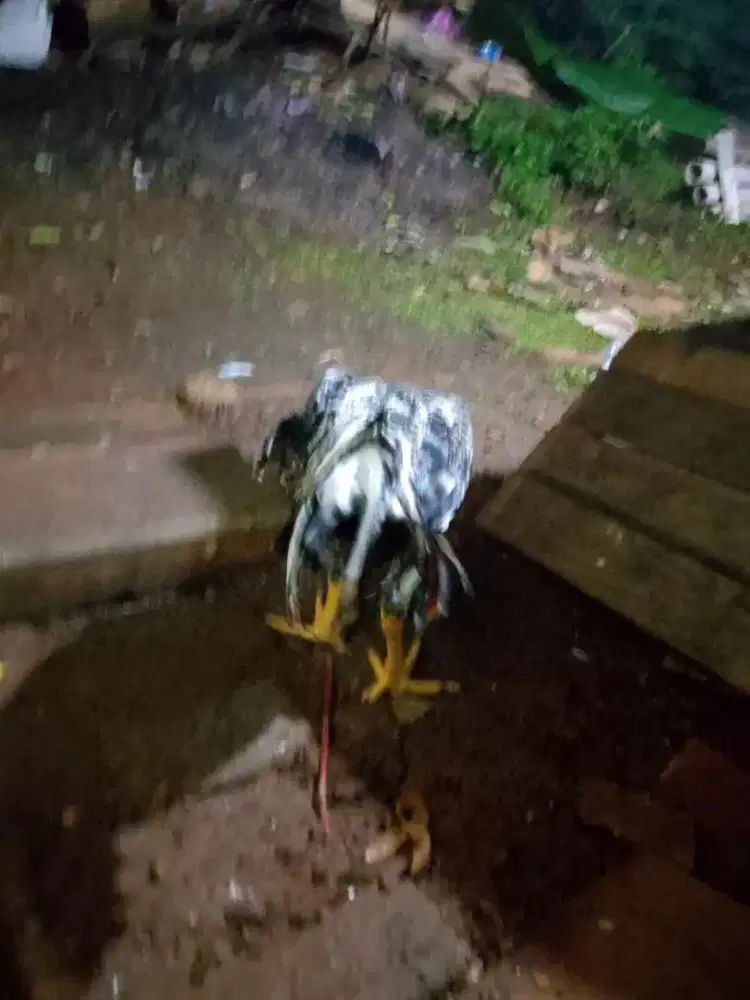 Ayam bekorok muda