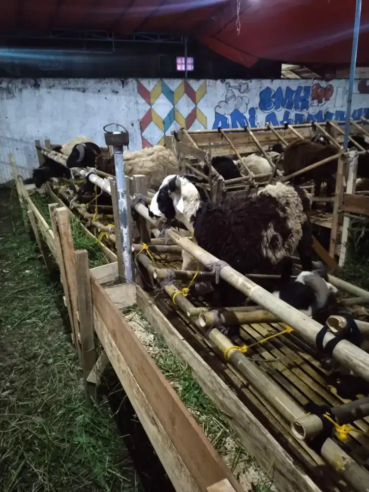Domba dan sapi murah buat kurban