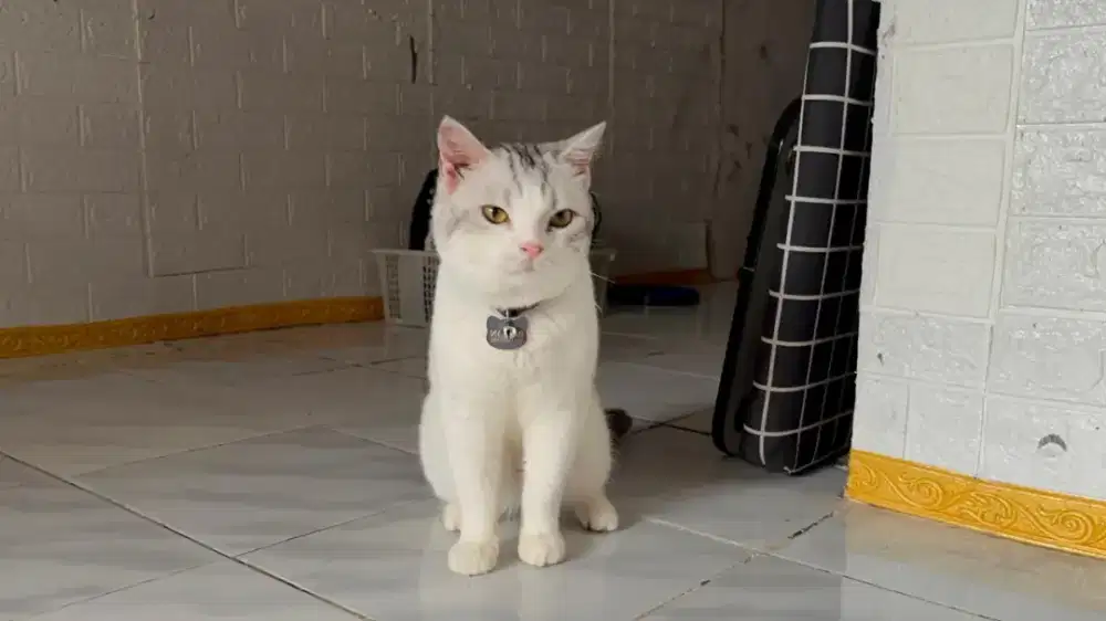 Pacak Kucing Scottish Straight