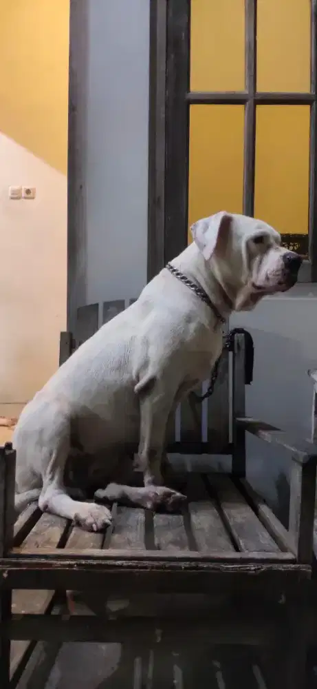 DOGO ARGENTINO INDUKAN