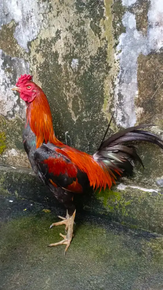Jual Ayam jenis pama