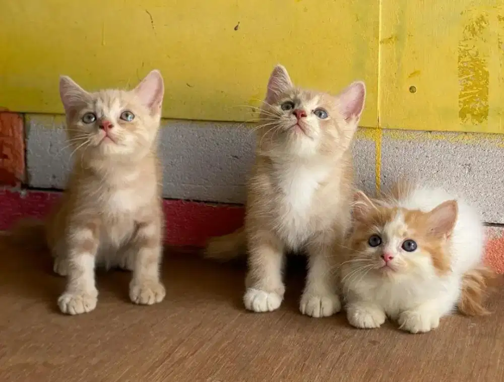 Anak kucing anggora/kitten persial  betina/kucing  persia jantan