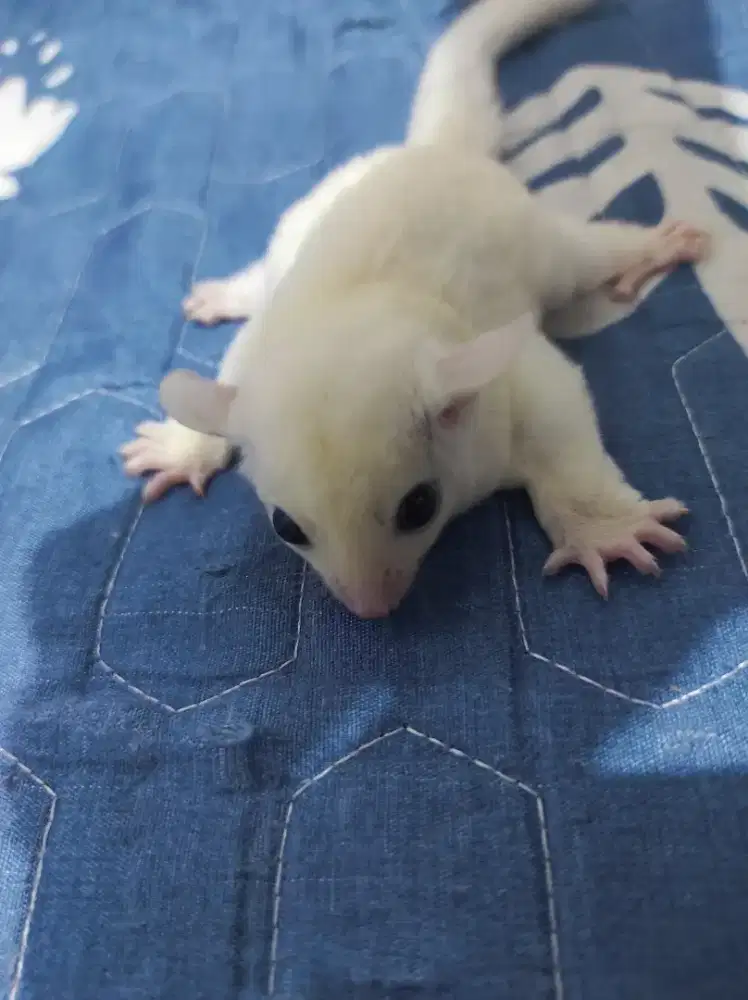 SUGAR GLIDER LEU BETINA