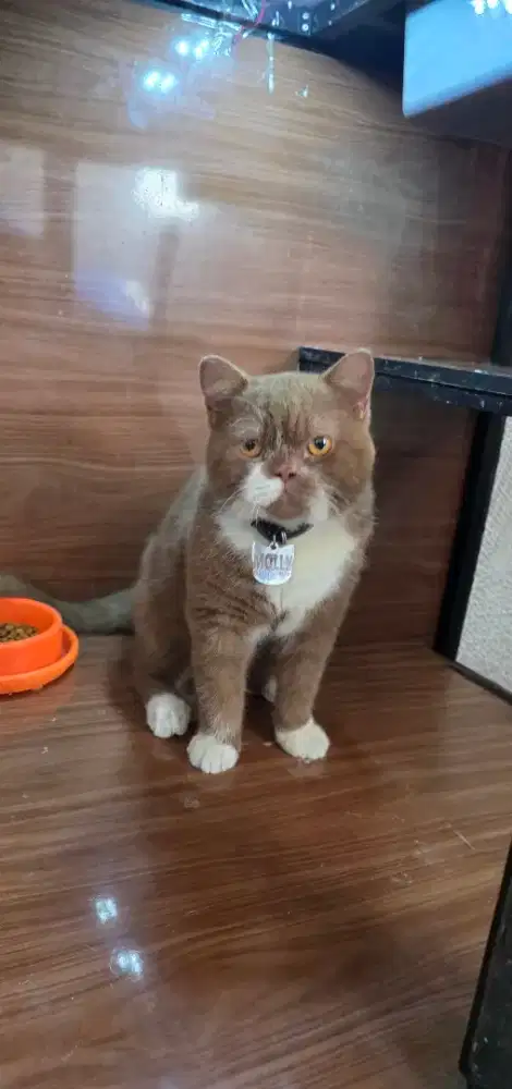 BSH  BICOLOR CINAMON
