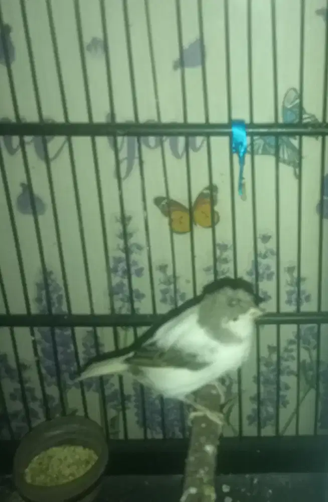 kandang+canary jambul