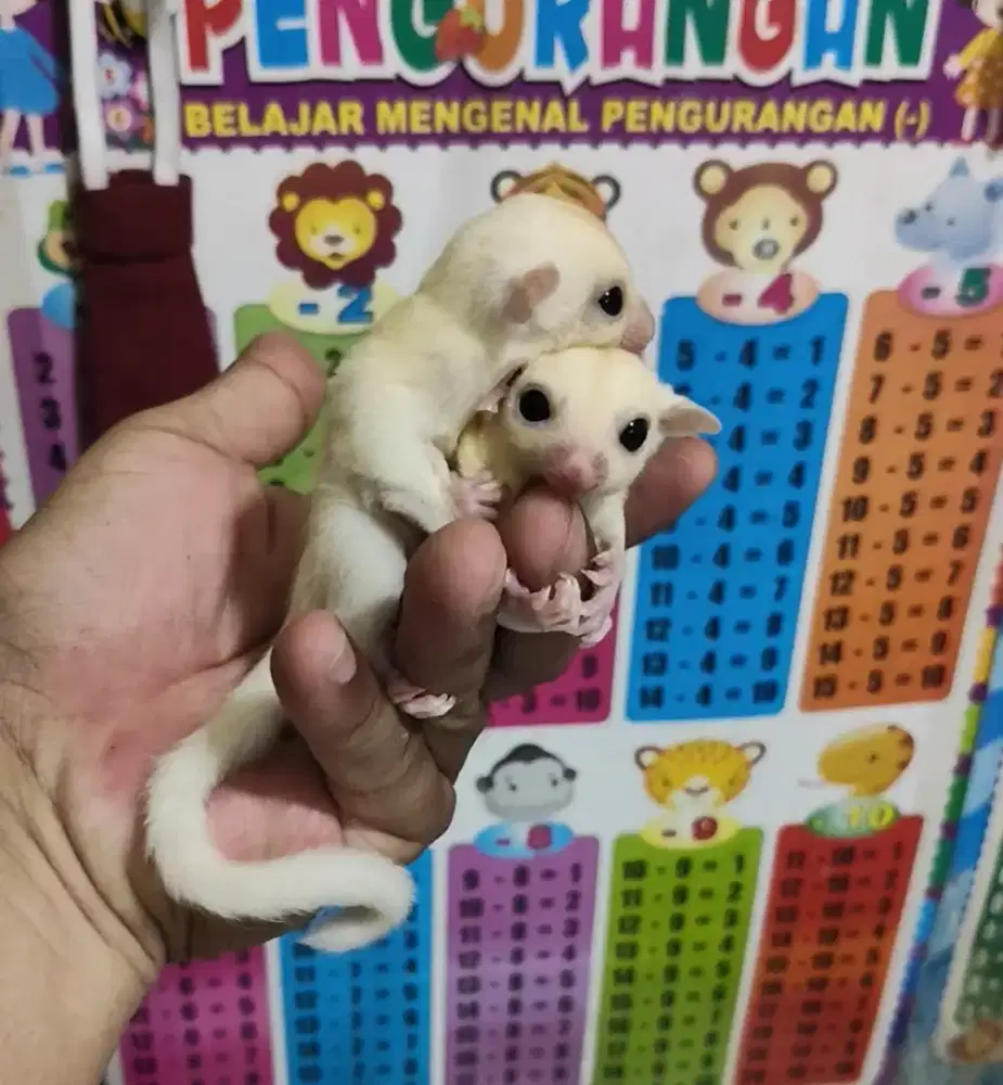 Sugar glider leucistic anakan jantan