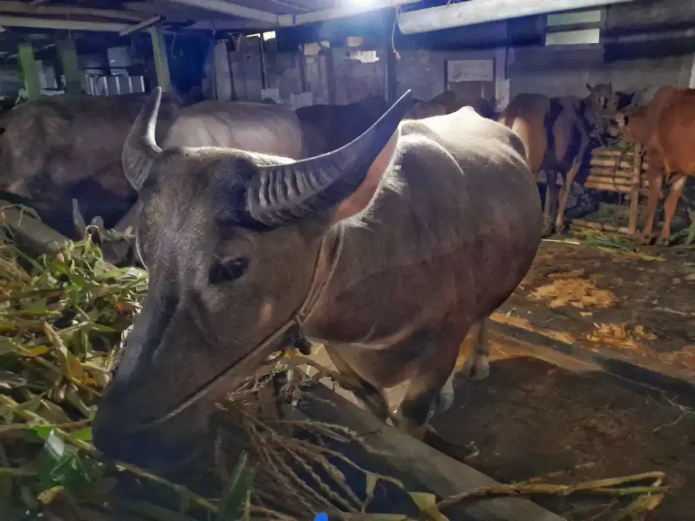 Hidayah Farm Pamulang