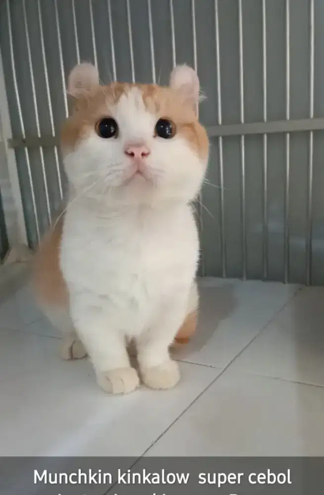 Pacak Kucing Munchkin Kinkalow