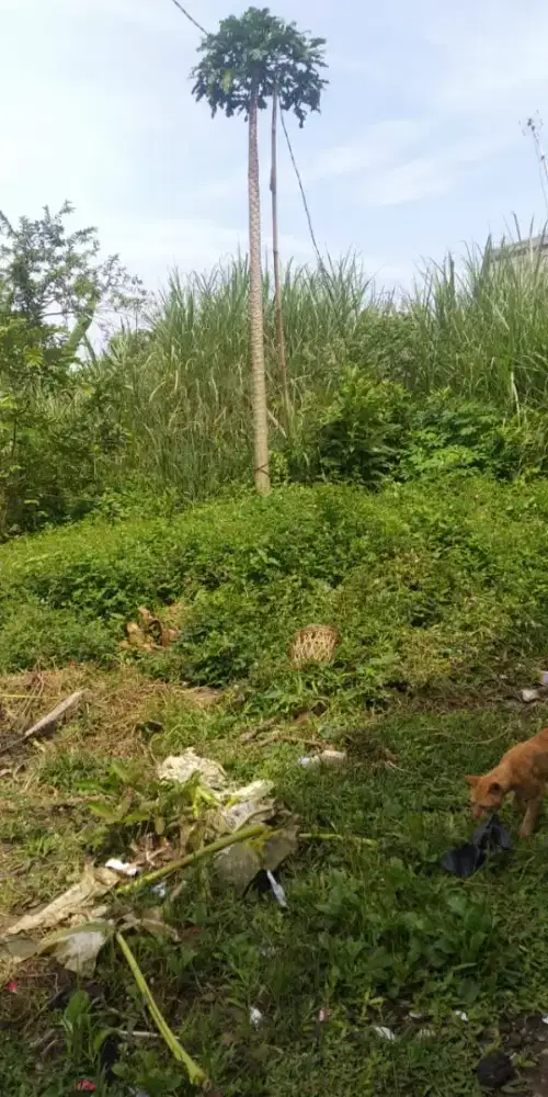 Dijual Tanah 352 m2 Dekat Kampus IPB