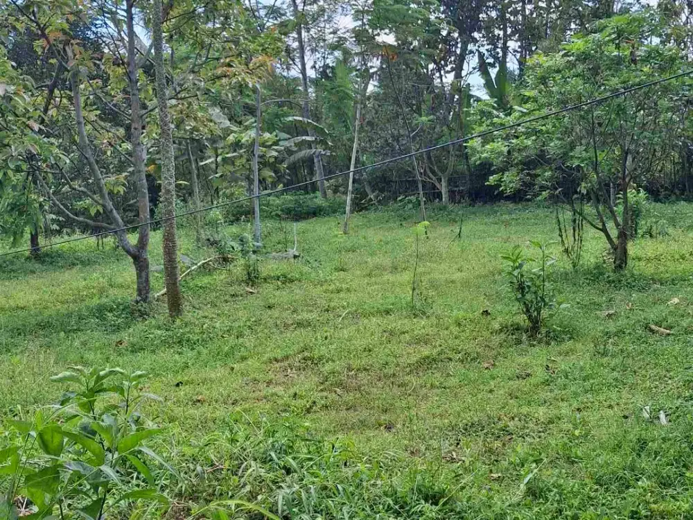 Tanah Kebun Alpukat Murah Dekat Kota Malang