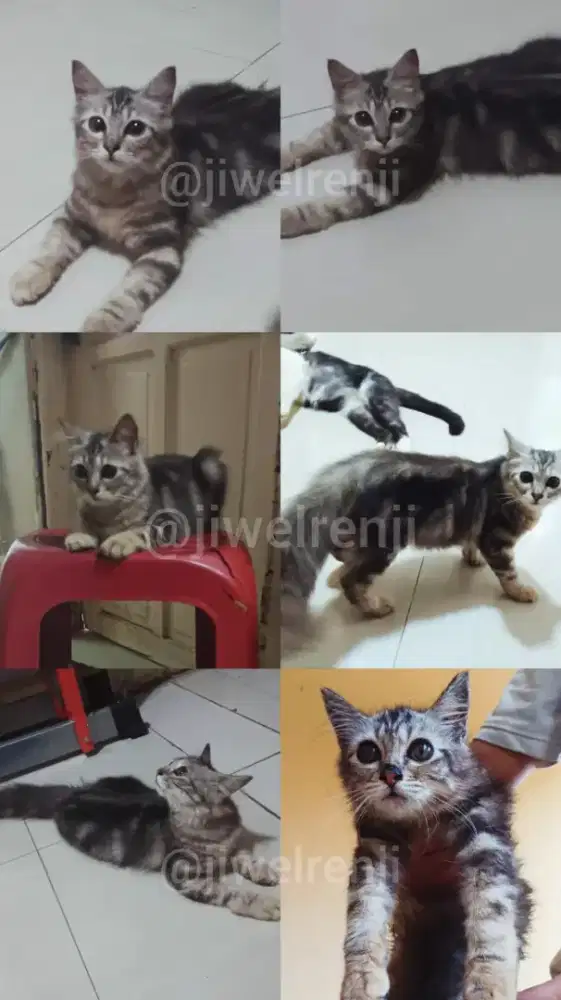 Open adopt 2 kucing kitten betina 4 bulan