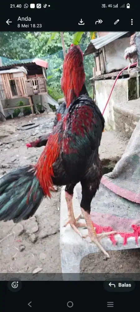 Ayam main cepat video wa