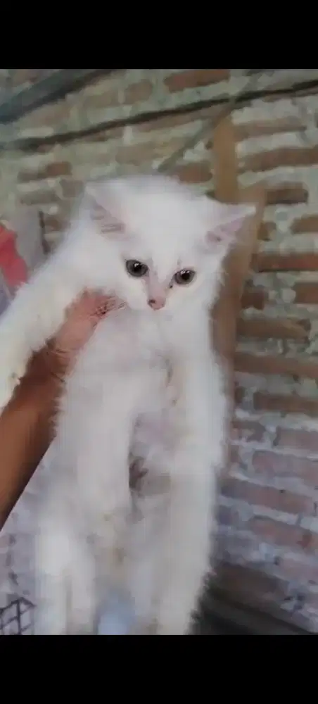 KUCING PUTIH PERSIA LONGHAIR
