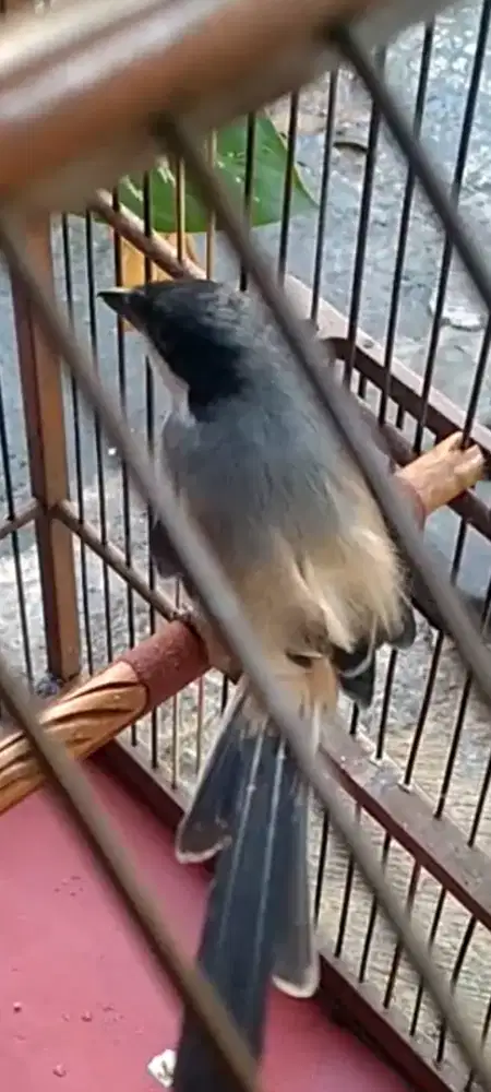 Burung Pentet sembur
