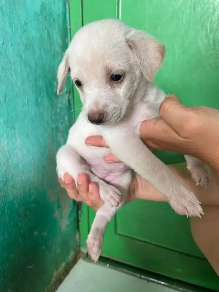 Anak anjing 2 bulan