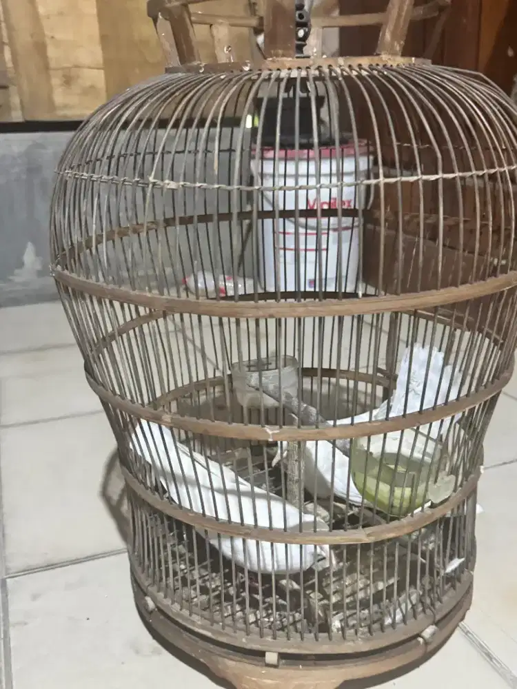PUTER MATA MERAH RESMI SEPASANG 500 BURJA