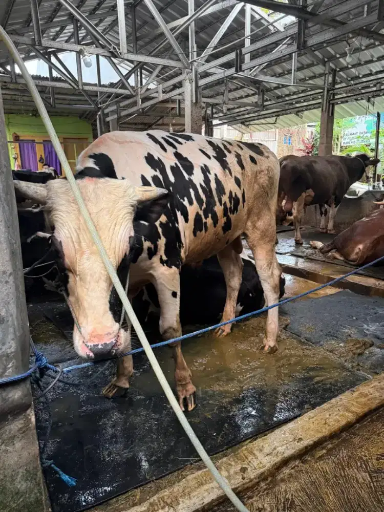 Dijual sapi kanadian