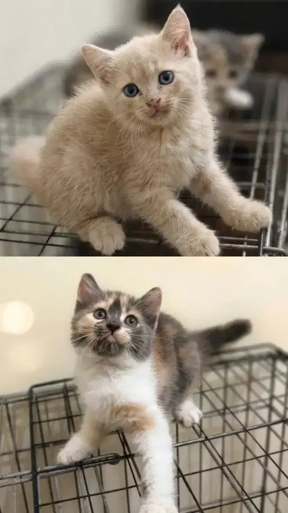 Kucing Persia Jantan Betina