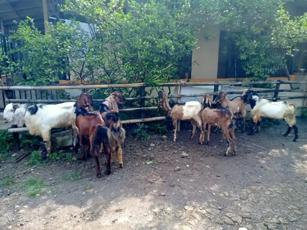 Dijual kambing ekonomisan