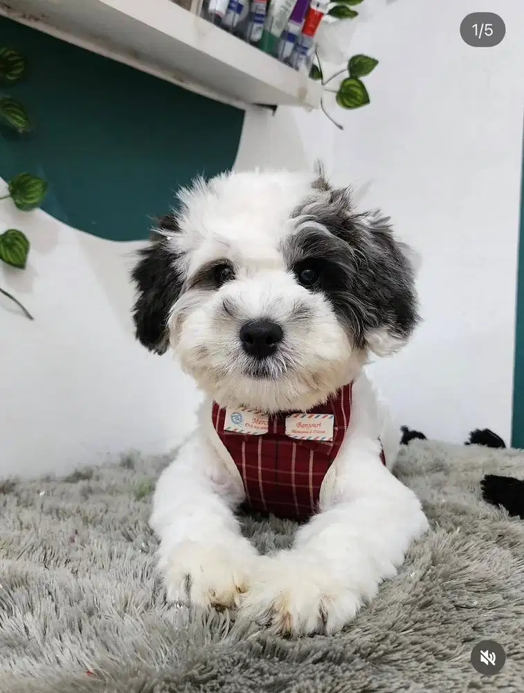 OPEN ADOPT ANJING POODLE MIX SHIH TZU JANTAN 8 BULAN