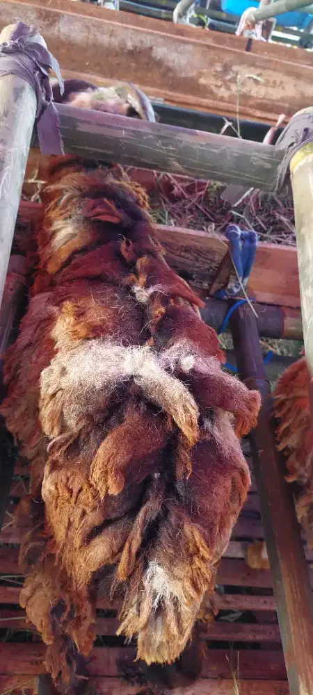 Jual Hewan Sapi dan domba Babakan Sari Randusari