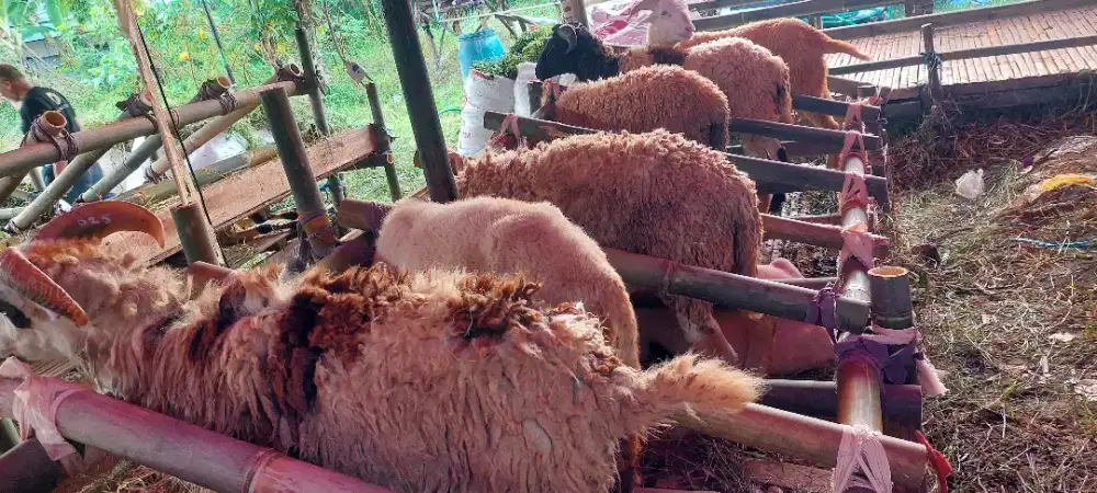 Jual Hewan Qurban Sapi dan Domba