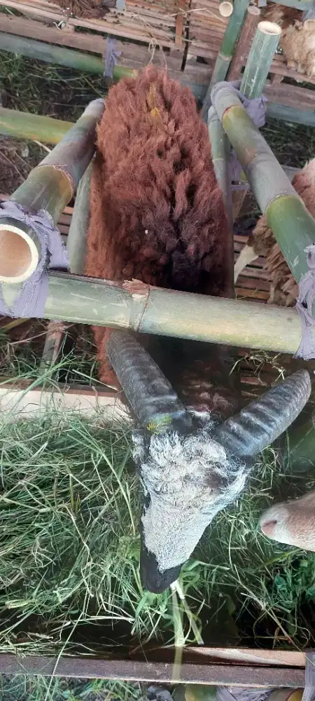 Qurban Sapi dan Domba
